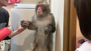 日光さる軍団ジュニア君　お風呂上がりのひと時 A Monkey Relaxing After Taking A Bath सनन करन क बद आरम करत बदर