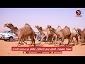 مسيرة مهيوبات الشعل لرجل الاعمال مشعل بن جدعان الزيادي مهرجان الملك عبدالعزيز للإبل النسخه 10