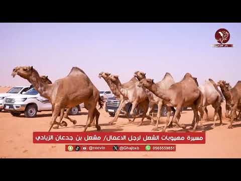 مسيرة مهيوبات الشعل لرجل الاعمال مشعل بن جدعان الزيادي مهرجان الملك عبدالعزيز للإبل النسخه 10