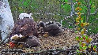 Little Miami Conservancy Bald Eagle 27.04.2024 15:23