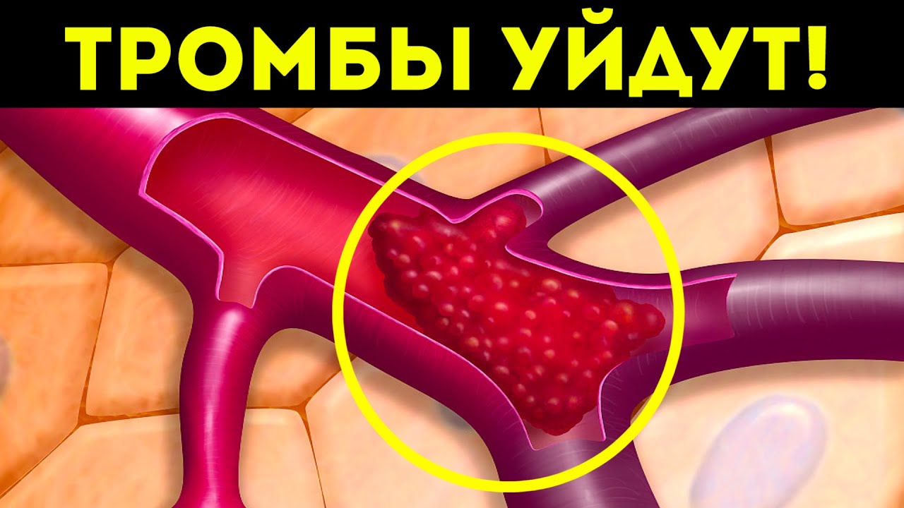 влияние бега на сердечно-сосудистую систему