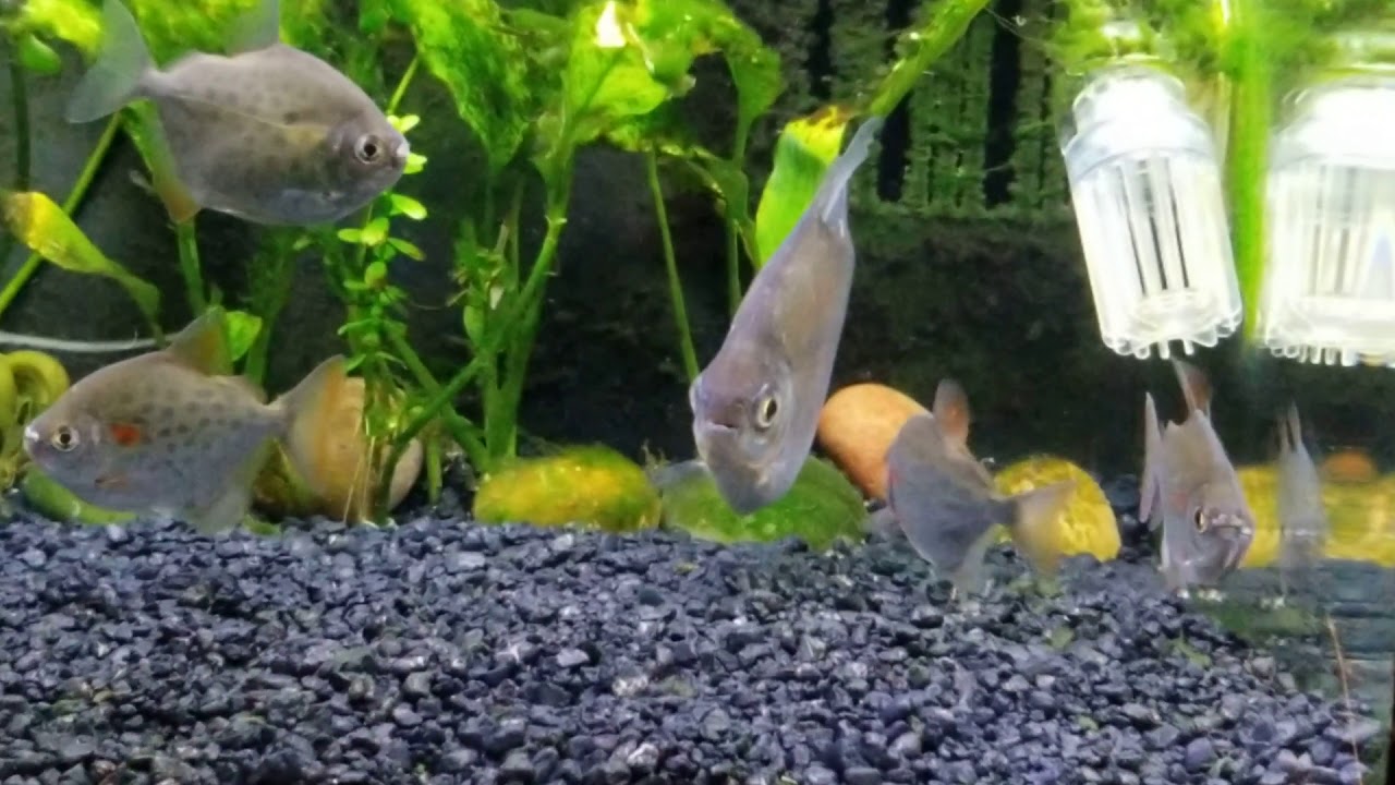 Silver dollar school aquarium freshwater fish YouTube