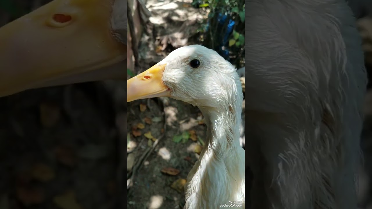 como saber el sexo de  un pequin si  es hembra o macho