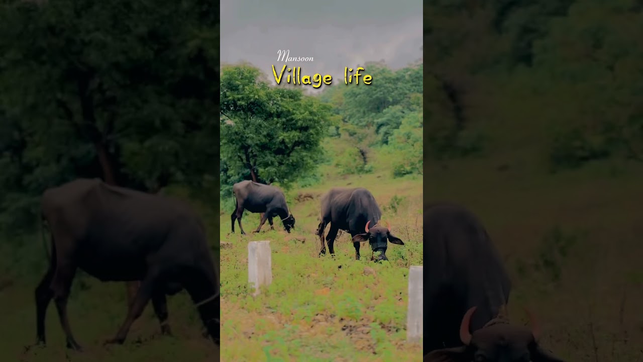 बरसात की बूंदों में भीगता गाँव – सुकून का असली ठिकाना