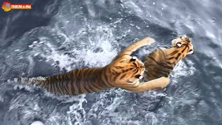 Тигры очень любят водные игры. Тайган. Tigers life in Taigan.