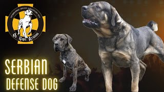 ***Repeat***Episode 34: Serbian Defense Dog  Stefan Sop Dusan