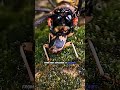 The Bombardier Beetle is a literal weapon! #bomber #facts #shorts