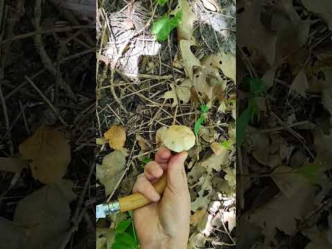 Майская рядовка - ПОНЮХАЙ ЕЁ!