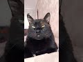 ЕГО ВЕЛИЧЕСТВО ПАДИШАХ БОМБЕЙ #cat #shorts