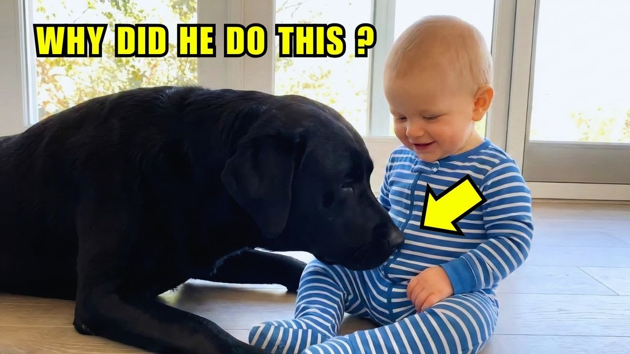This Rescue Dog Wouldn't Stop Sniffing The Baby... Then Doctors Found THIS