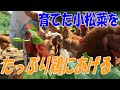 【小松菜をニワトリにあげまくる!】育てたニワトリの鶏糞入り畑で作った小松菜を、ニワトリに返す!これぞまさに循環農法!?