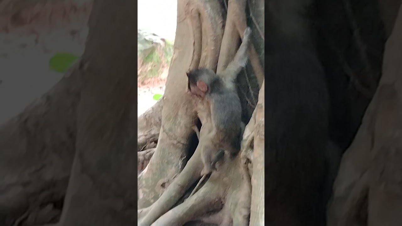 monkey Angkor come down the three