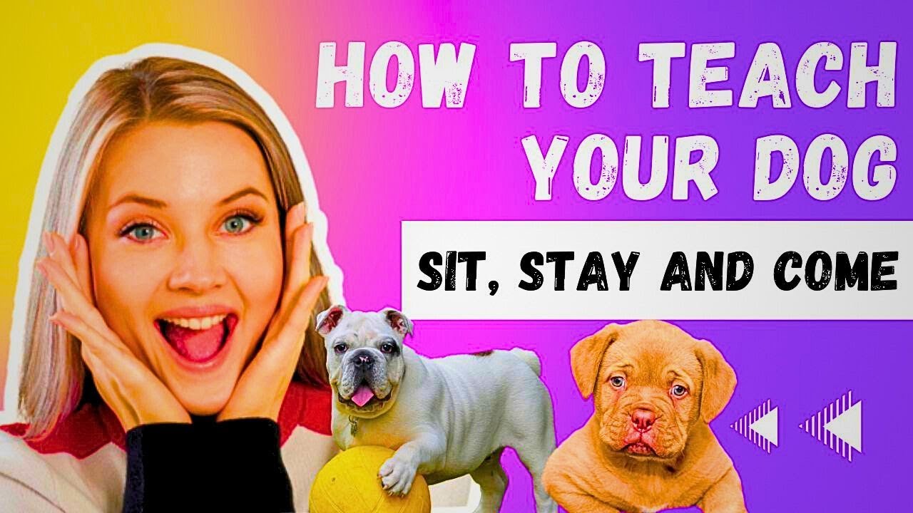 basic obedience commands tutorial sit stay and come for dogs YouTube