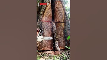 What’s Inside This Forest Giant #woodworking#chainsaw#treecutting