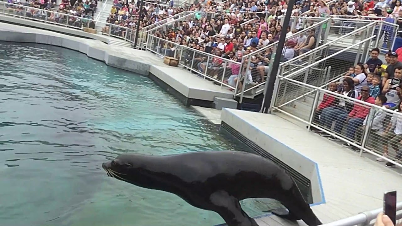 New York Aquarium in Coney Island, Brooklyn Part2 - MaxresDefault