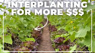 How Some Farmers Harvest 50 Weeks a Year