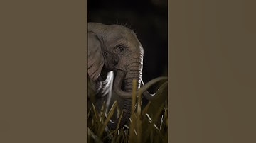Elephant Animation | Blender | Arun Manoj