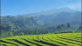 story wa II pemandangan kebun teh di pagi hari