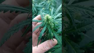 Closet grow!!!