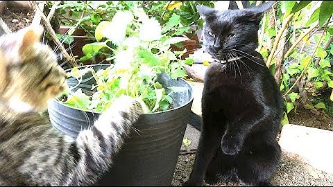 Cat Fight Over Catnip - Funny Cat vs Cat