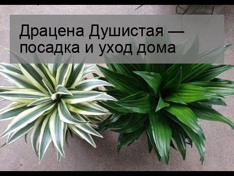 Видео: Песня Индии Уход за растениями: узнайте о выращивании пестрой драцены