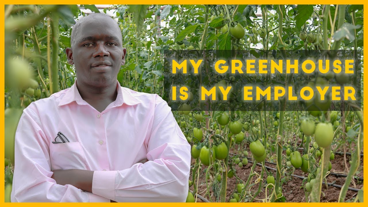 Tomato Greenhouse Farming || Easy Way To Grow Tomatoes || Greenhouse Construction