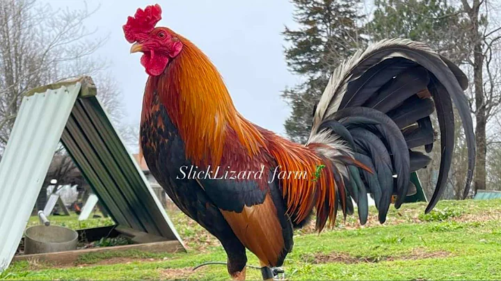 Yellow leg hatch Hoskins - SLICK LIZARD FARM - Con...