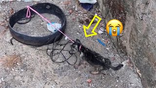 Tied up and left there, the stray puppy despaired of being away from her mother by Animal Shelter 159,575 views 2 weeks ago 8 minutes, 21 seconds