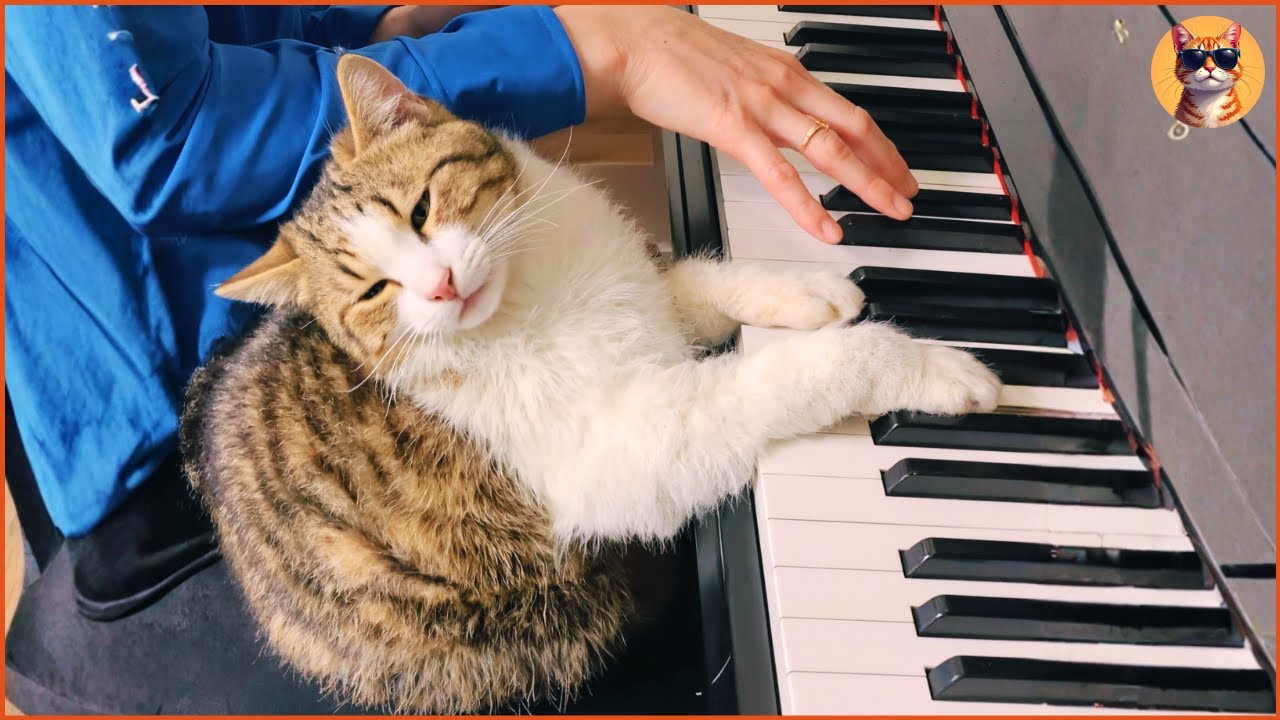 Этот кот отказывается есть, пока мы не сыграем на пианино каждое утро