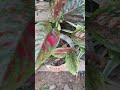 Aglaonema#natureza#shoets#planta