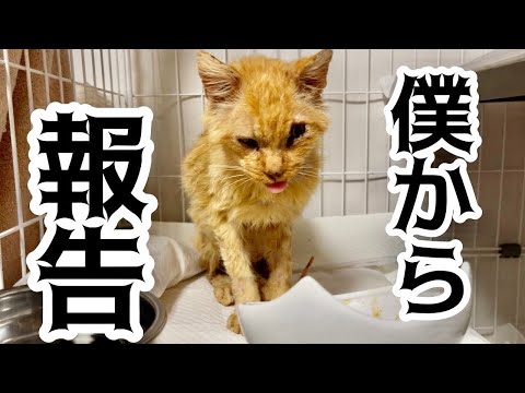 猫田さん - YouTube