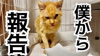 ボロボロだった猫保護53日目‼️近況報告。