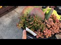 Lets shop for succulents at Lowe’s and Home Depot 1/18/19