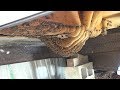 Eight foot long bee hive removal and relocation.