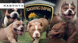 American Bully | TOKWING EMPIRE Beginner's Luck COLOSSAL SON