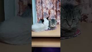 Safe In Moms Embrace