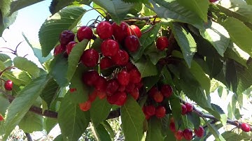 Kashmir Cherry Garden 2020 | by Irru Pyhukar | #shorts