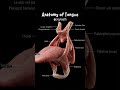 #Anatomy of Tongue #   Important things nursing students knowledge gain video nursing students