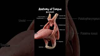 #Anatomy of Tongue #   Important things nursing students knowledge gain video nursing students