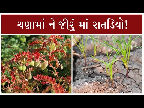 ચણા અને જીરુંમાં છોડ લાલ થવાની સમસ્યા !  Reddening in Cumin and Gram- Prayagbhai @agrostarindia - ચણા અને જીરુંમાં છોડ લાલ થવાની સમસ્યા !  Reddening in Cumin and Gram- Prayagbhai @agrostarindia