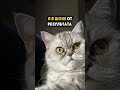 Вот почему у твоей кошки не проходят слёзные дорожки: