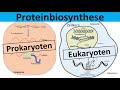 Proteinbiosynthese   prokaryoten und eukaryoten im vergleich
