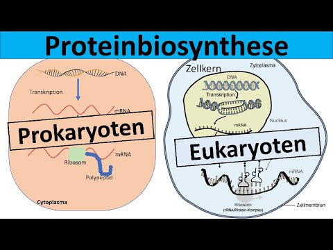 Video: Unterschied Zwischen Prokaryotischer Und Eukaryotischer Transkription