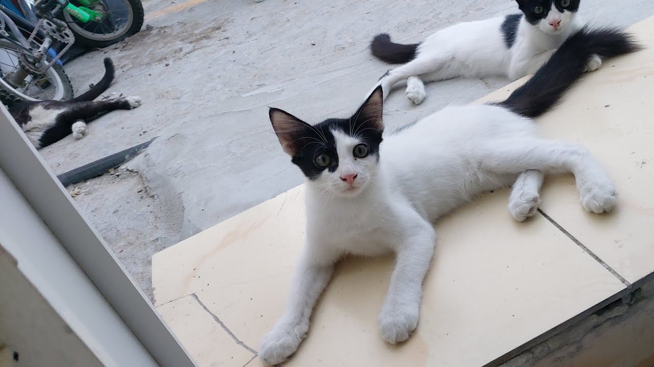 THE LIFE OF STRAY CATS IN QATAR 🇶🇦 YouTube