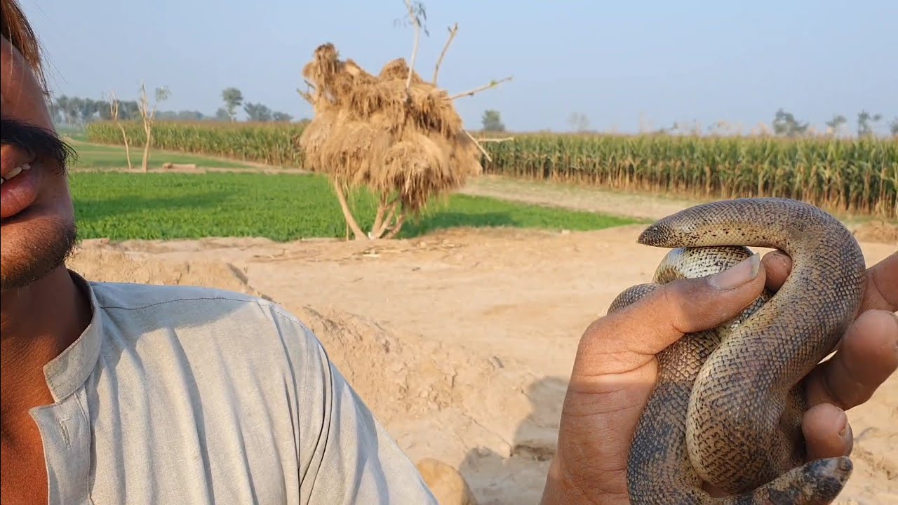 Snake catcher is searching for a Snake on the complaint of farmers
