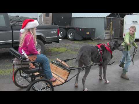 Great Dane - Dog carting at the Speed of dog :: ht...