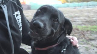 Rescue urgently looking for homes for dogs removed from U-Haul truck in Meijer parking lot