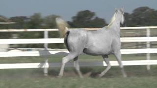 Etrea Ararat X Erytrea By Andrut 1993 Imported Polish Mare