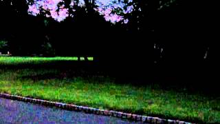 Fireflies @EB NJ
