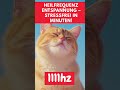 😱🔥HEILFREQUENZ ENTSPANNUNG – STRESSFREI IN MINUTEN: 999Hz FÜR TIEFEN FRIEDEN & KATZEN RELAXATION